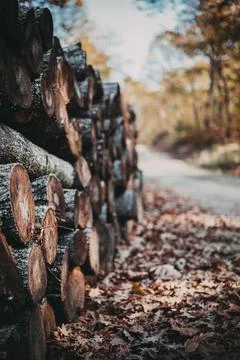 Stack of firewood Foto stock