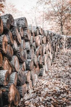 Stack of firewood Stock Photos