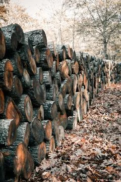 Stack of firewood Foto stock
