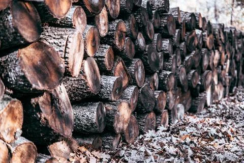 Stack of firewood Foto stock