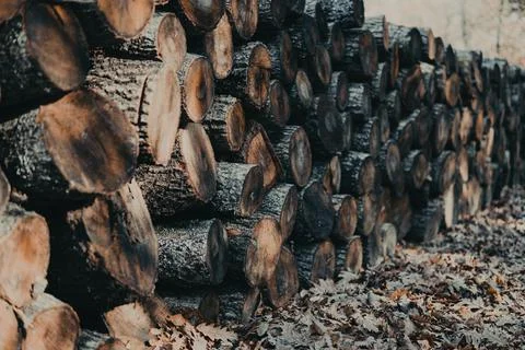 Stack of firewood Stock Photos