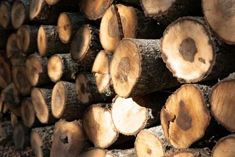 Stack of firewood Stock Photos