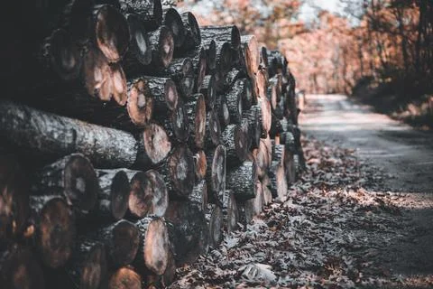 Stack of firewood Stock Photos