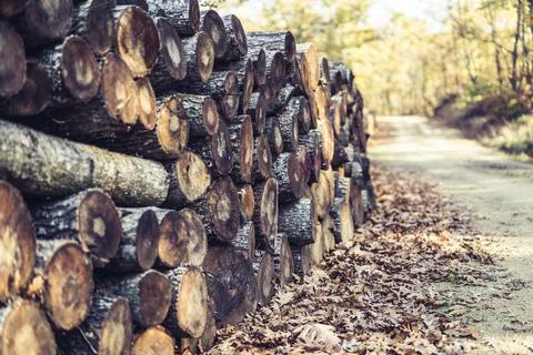 Stack of firewood Stock Photos