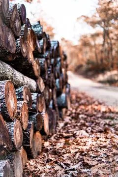 Stack of firewood Foto stock