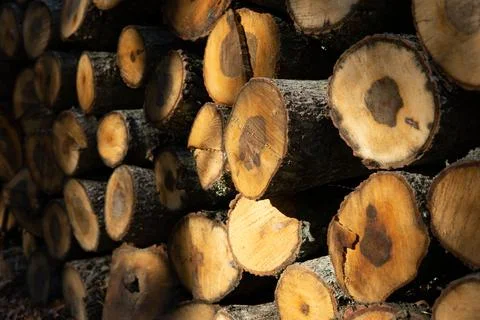 Stack of firewood Stock Photos