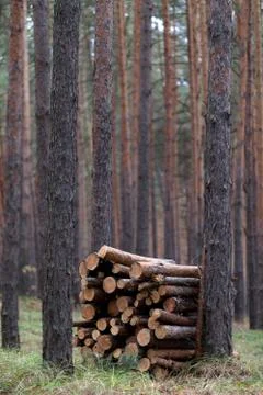 Stack of firewood in pine forest Stock Photos