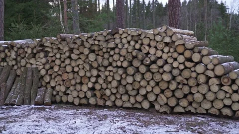 Stack of firewood prepared for winter. Spruce wood. Stock Footage 172580727