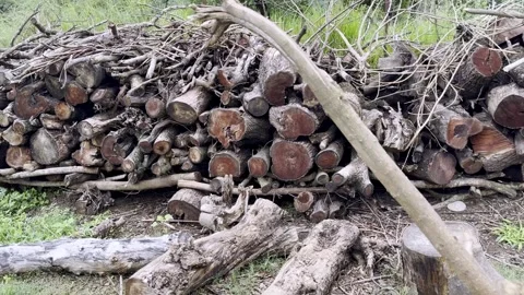 Stack of Firewood Timber Stored for Fuel Use Stock Footage 341498410