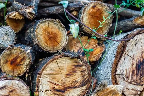 Stack of firewood, tree texture background Stock Photos