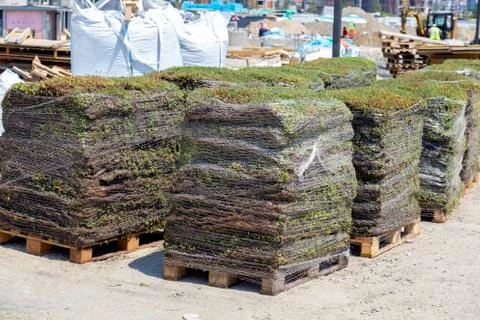 Stack of flowers bed piled on wooden pallets Stock Photos