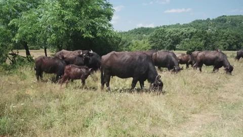 Stack of footage: African Cape buffalo herd on the field. 4k 스톡 동영상 149011870