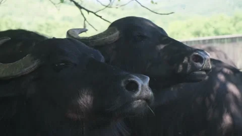 Stack of footage: African Cape buffalo herd on the field. 4k Stockbeeldmateriaal 149012010