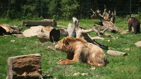 Stack of footage: Brown bears resting in park. 4k. Slow motion Stockbeeldmateriaal 122784354