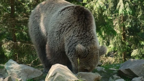 Stack of footage: Brown bears resting in park. 4k. Slow motion Vídeos de archivo 122785165