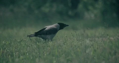 Stack of footage: Cinematic shot of big crow stands on the ground. 4k. 60fps Stock Footage 132014011