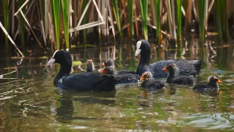 Stack of footage: Eurasian coot (Fulica atra), also known as the common coot, is Stockbeeldmateriaal 130062867