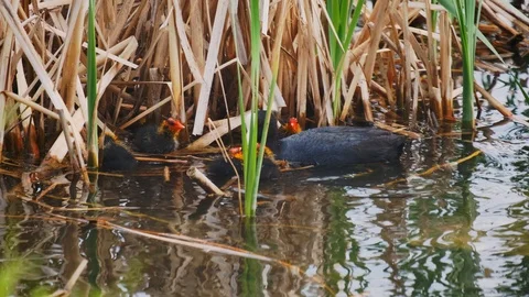 Stack of footage: Eurasian coot (Fulica atra), also known as the common coot, is Stockbeeldmateriaal 130063621
