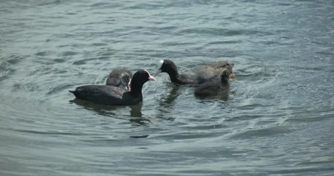 Stack of footage: Eurasian coot (Fulica atra), also known as the common coot, is Stockbeeldmateriaal 132008912