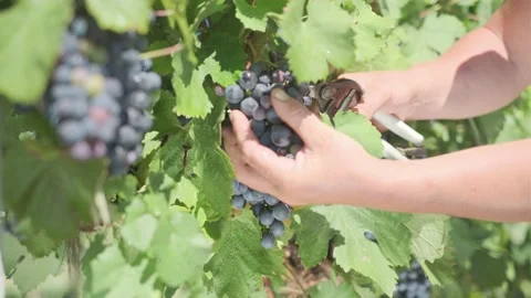 Stack of footage: A farmer cuts a bunch of red Isabella grapes. 4k Stockbeeldmateriaal 156455393