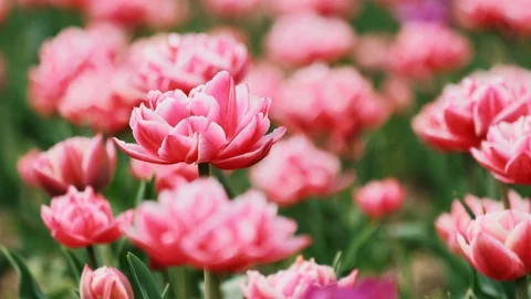 Stack of footage: Man's hands put bread on the table. Chef in a black jacket. 4k Stockbeeldmateriaal 130061581