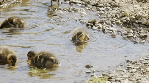 Stack of footage: Newborn little ducks. Wild duck family (Anas platyrhynchos) on Stockbeeldmateriaal 132015481
