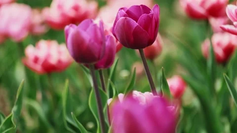 Stack of footages: Slow motion shot: Pink and purple tulip field. 4k Stockbeeldmateriaal 134646999