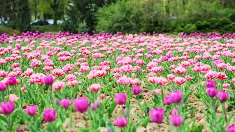 Stack of footages: Slow motion shot: Pink and purple tulip field. 4k Stock Footage 134647541