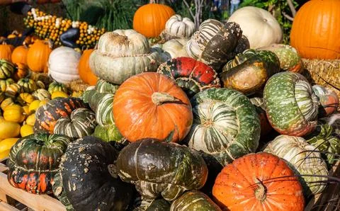 Stack of fresh colorful pumpkin and squash after harvest 스톡 사진