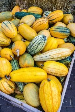 Stack of fresh colorful pumpkin and squash after harvest 스톡 사진