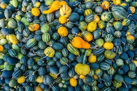 Stack of fresh colorful pumpkin and squash after harvest Foto stock