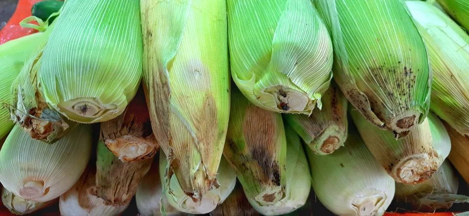 Stack of fresh corn unpeeled background for sale at traditional market Stock Photos