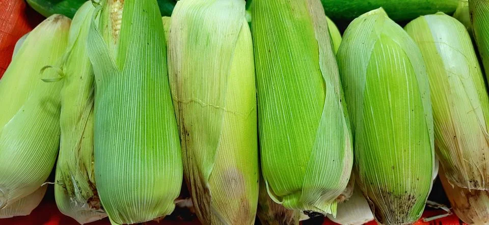 Stack of fresh corn unpeeled background for sale at traditional market Stock Photos