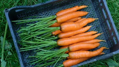Stack fresh crop of carrots Vidéo 125617401