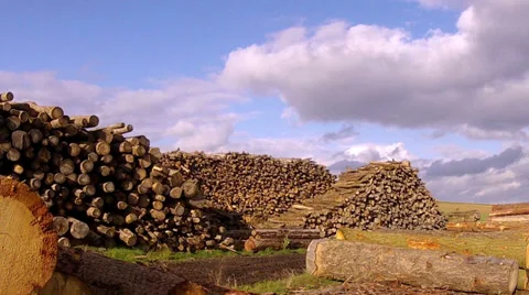 Stack fresh cut. Stock Footage 32703923