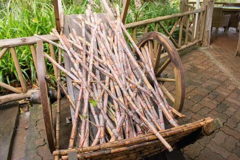 Stack of fresh cut sugar cane on the wooden trolley Stock Photos