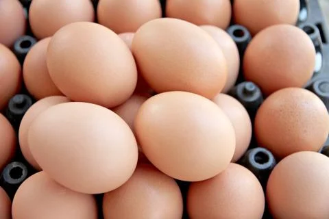 Stack of fresh egg container box. Foto stock