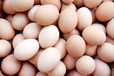 Stack of fresh egg container box. Stock Photos