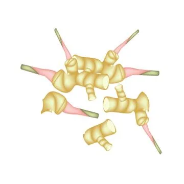 Stack of Fresh Galangal Roots on White Background Stock Illustration