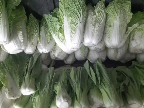 A stack of fresh green mustard Fotos de archivo