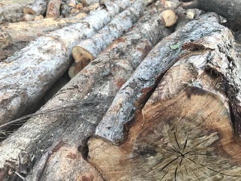Stack of fresh natural brown pine firewood Stock Photos
