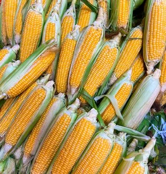 Stack of fresh organic raw yellow corn cobs with green leaves sold on market Stock Photos