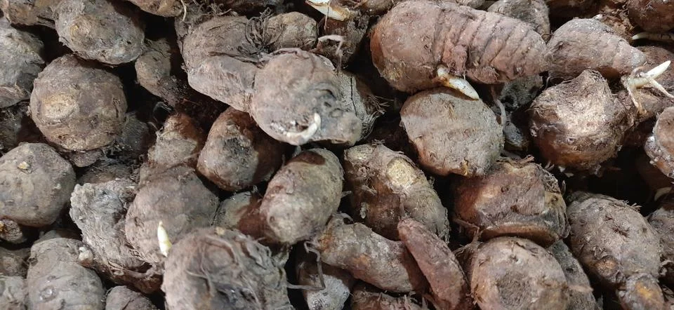 Stack of fresh raw empu or biang turmeric or curcuma longa Stock Photos