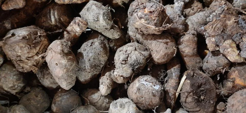 Stack of fresh raw empu or biang turmeric or curcuma longa Stock Photos