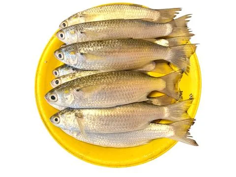 Stack of Fresh Saltwater Mullet Fish on a Yellow Plate Stock Photos