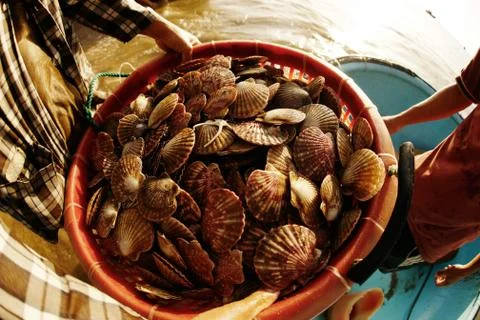 Stack of fresh scallops in orange basket caught by fisherman in the morning. Stock Photos