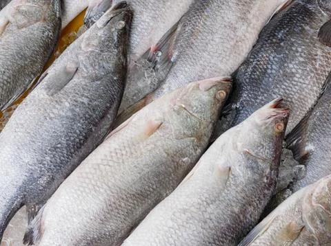 Stack of fresh snapper at fish market Stock Photos