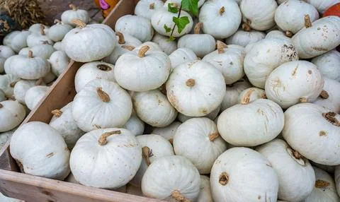 Stack of fresh white pumpkin and squash after harvest 스톡 사진