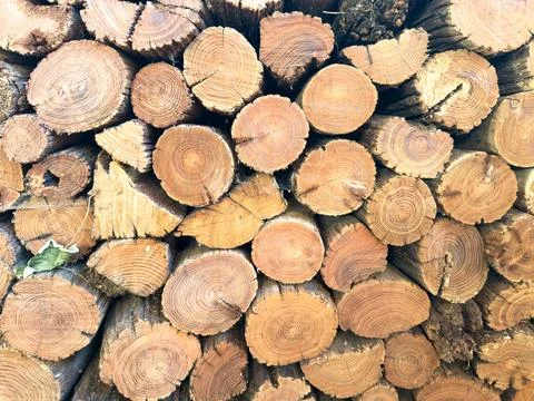 Stack of Freshly Cut Firewood Logs Stock Photos