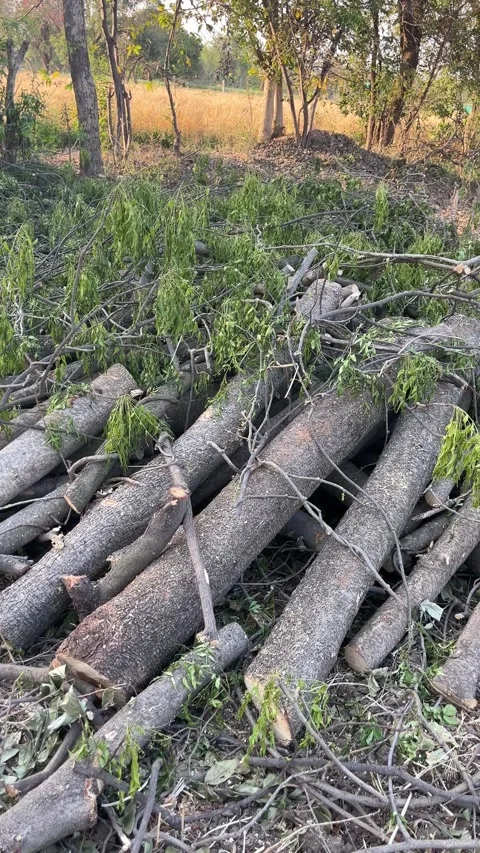 Stack of freshly cut logs and green branches in a rural field 스톡 동영상 331449819